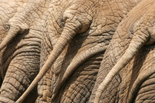 Elephant Tails
