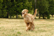 Pure breed afghan hound runing