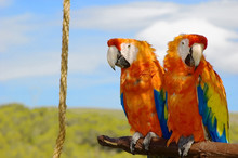 Two Parrots Sitting Together In The Nature