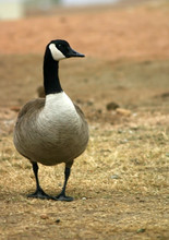 Canadian Goose With Plenty Of Room For Copy Space.
