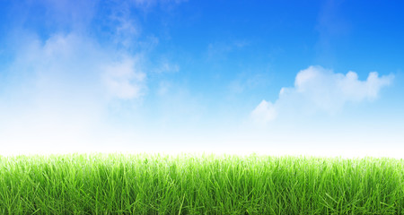 Herbes coupées sur fond de ciel bleu