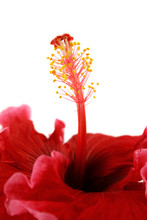 Striking Profile Of Stamen Of The Tropical Hibiscus Flower.