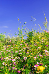 Leinwandbilder - Summer meadow with various wild flowers and green grasses