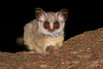 Wall Mural - lesser bushbaby (galago moholi)