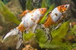 Two Goldfish in the aquarium