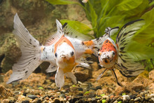 Two Goldfishes In The Aquarium