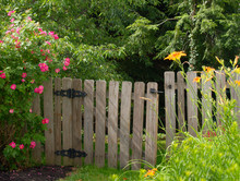 Old Garden Gate Framed By Rose Bush And Tiger Lilies
