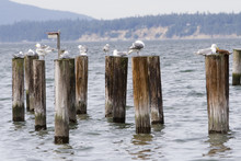 Seagulls Resting On Pillars