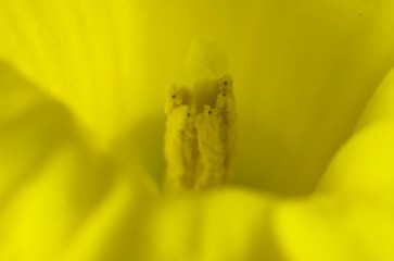 Daffodil closeup