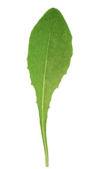 Wall Mural - close-up of fresh green leaf against white background