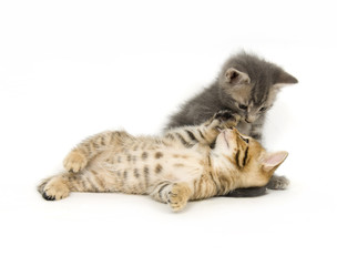 Wall Mural - tabby and gray kitten