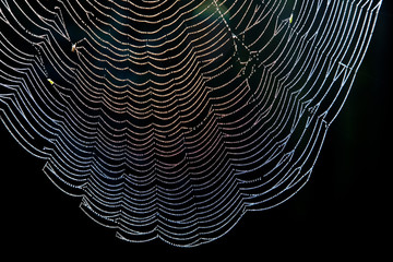 spider web