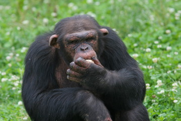  chimpanzé mangeant