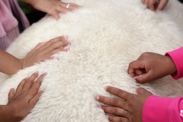 Wall Mural - danish sheep and children hands.