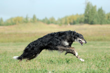 Borzoi Running On The Grass