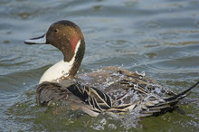 Pintail Duck Splashing Water