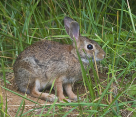 Wall Mural - cottontail rabbit that thinks it is hidden in the tall grass