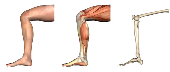 anatomical overlays - bent knee
