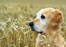 Golden Retriever In Field Wheat