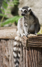 Lemur At The Zoo Relaxing In The Sun