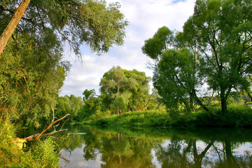 Wall Mural - green trees and its reflections in the river