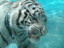 White Tiger Underwater