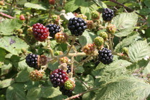Ripening Blackberries
