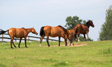 Fototapeta Konie - horses on freedom