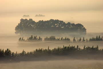 Wall Mural - Trees in mist