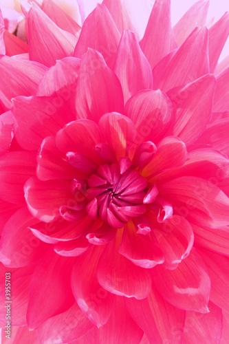 Coeur De Fleur Rose Buy This Stock Photo And Explore