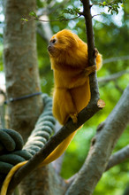 Golden Tamarin Monkey II