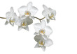 Weiße Orchideé
