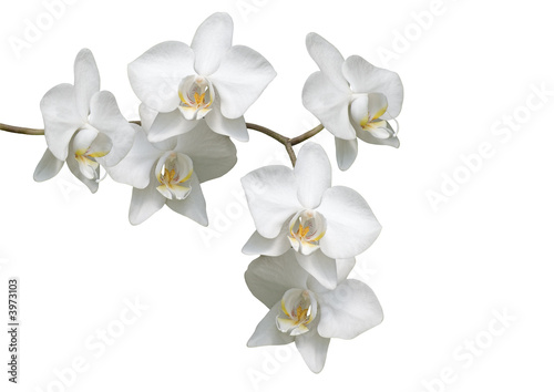 Naklejki kwiaty  kwiaty-bialej-orchidei