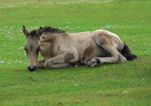 Foal Resting