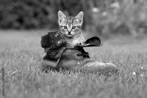 Foto-Stoffbanner - Littele cat (von Kavita)