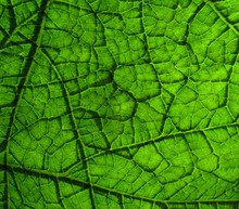 Underside Of A Green Leaf 