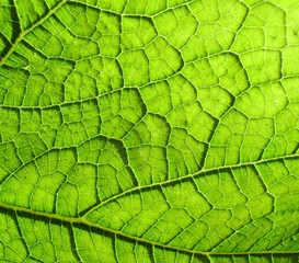 Wall Mural - Underside Of A Green Leaf 5