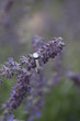 © Paul Retherford - engagement ring band on purple flower
