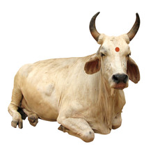 Inde - Vache Sacrée (avec Tika)