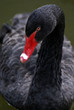 a black swan