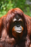 Fototapeta Zwierzęta - orangutan