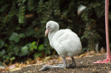 cute baby flamingo