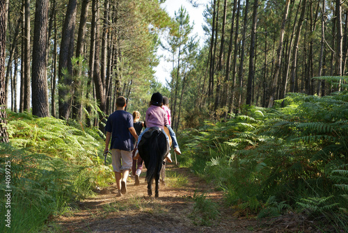 Fotografía forêt de landes à cheval