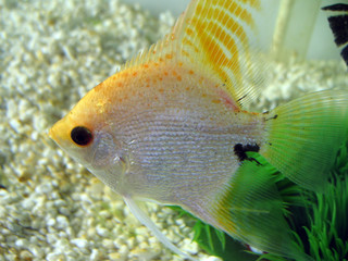 angelfish