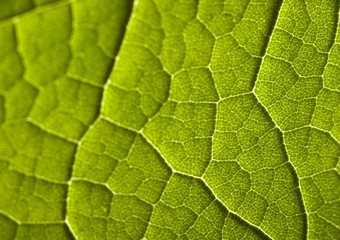 Green leaf