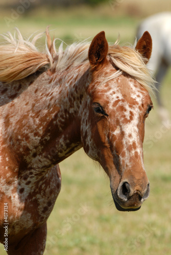 Naklejka na szybę portrait de cheval peint 