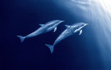 Dolphin Duo