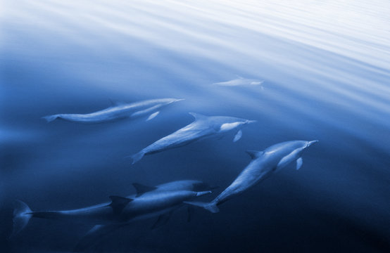 Fototapete - Swimming Dolphins
