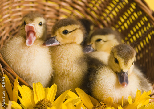 Foto-Duschvorhang - Small ducks in a basket (von Sebastian Duda)