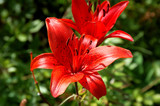 close-up of an amaryllis (Lily)